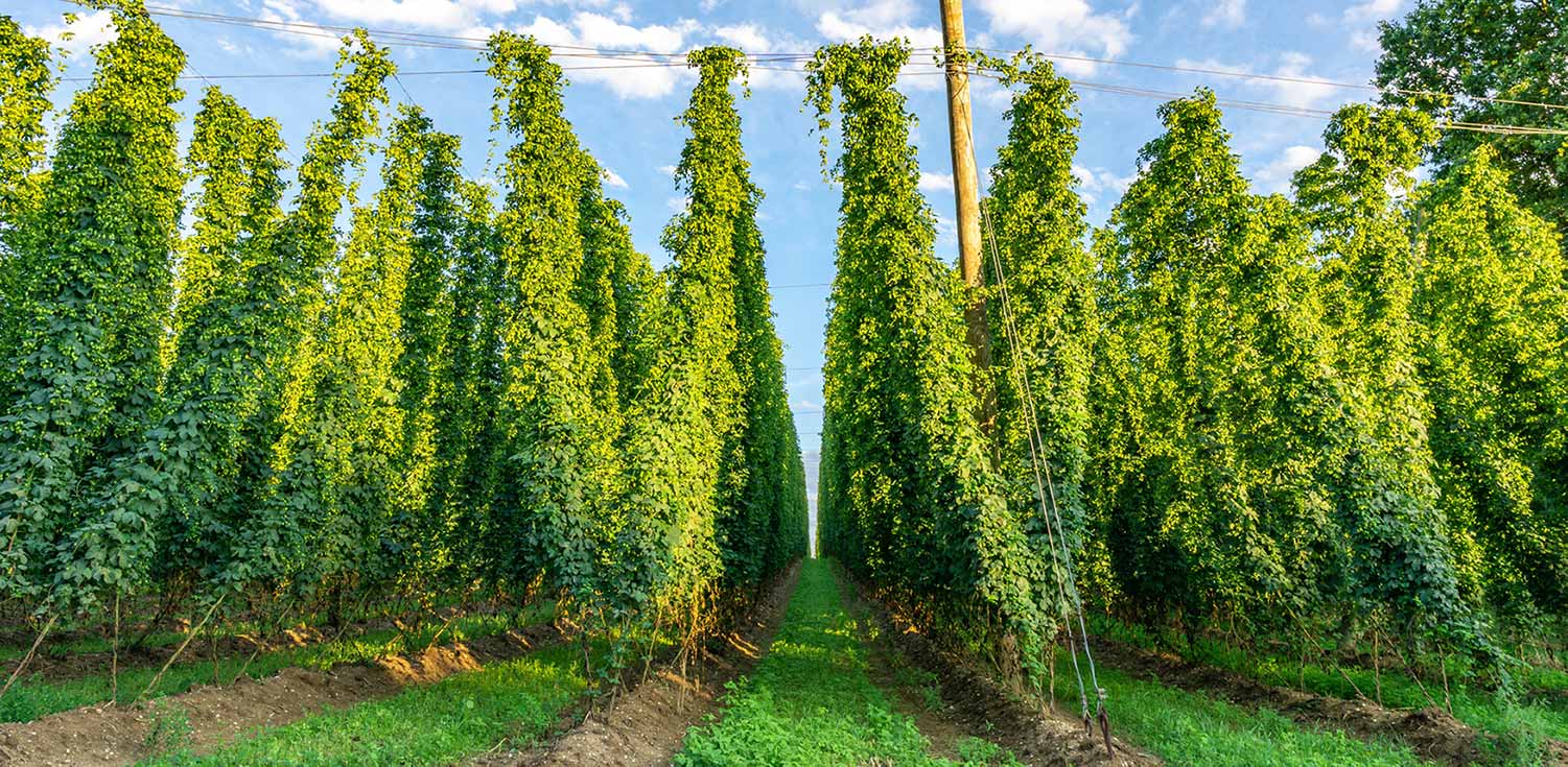 Crosby Hops | Loughran Brewers Select