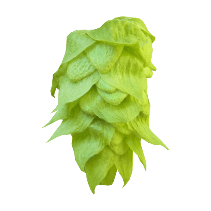 Amarillo Crosby Hops